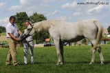 GAZAL III-11 CZ-Sh-A-292, 1.místo plemenné klisny 12-16 leté, vítězná plemenná klisna, KŮŇ PŘEHLÍDKY 2016