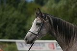 ORIANA K8/24/Sh