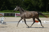 ORIANA K8/24/Sh