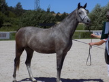 ORIANA K8/24/Sh