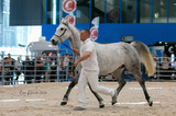 Shanel– Patrik Pertlíček