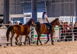 předvedení - využití koní v agroturistice a jako vynikajícího rodinného společníka:
-  prezentovala Eva Jebáčková s koněm Shagya Watango s bezudidlovým užděním